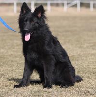 Black male - long hair - 1 year