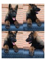 100% DDR.(IMPORT) "Blut" Male Pups