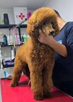 Standard red poodle puppies