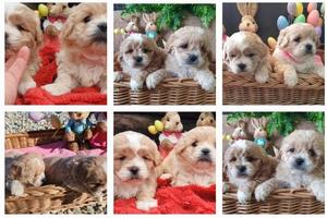 Maltipoo puppies