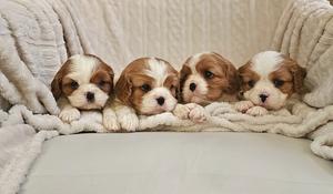 Cavalier King Charles Spaniel, top quality puppies