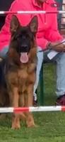 Very nice Yankee dei Cimmeri Son (Junghundsieger)