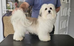 Havanese - top Havanese Bichons