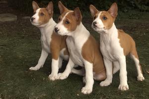 BASENJI puppies