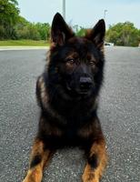 4 Year Old Imported Male From Serbia