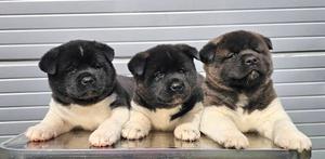 American Akita, excellent puppies