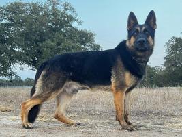 Pure East German Lineage Male, herding titled, hip