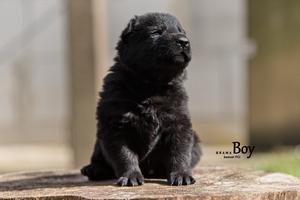 TOP puppies, 3x BSP x ZVV3!!!