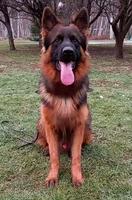 Top young LH sable SG4 BSZS son