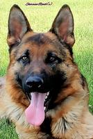 Adult German Shepherd for sale