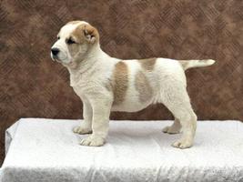 Central Asian Shepherd puppies