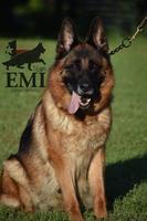 German import female for rehoming