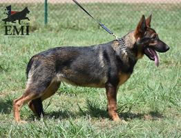 working line german shepherd female for sale. 