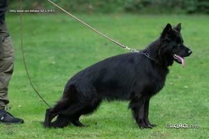 German import female for sale