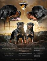 Rottweiler puppies