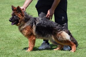 BSZS SG1 Bazooka de casa Celta LH daughter