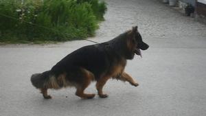 Longhair male