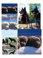 100% DDR.(IMPORT) "Blut" SOLID Black PupsPups 