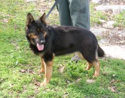 WORKING LINE BI COLOR FEMALE ** BEST OFFER !