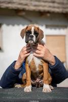 German Boxer