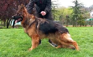 Super LH young sable SG4 BSZS son