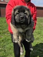 Caucasian shepherd top quality puppies