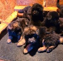 LONG COAT  AKC GRRMAN SHEPHERD PUPPIES