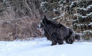 WGSL Solid Black Long Coat Male