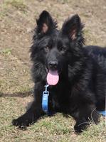 Black male - long hair - 1 year