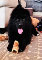 Black - Long Hair - Female