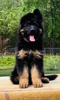 Black & Red 10 weeks old Female