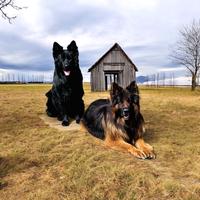Female puppies - 10 weeks old