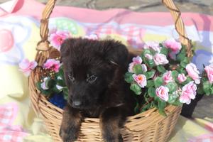 Beautiful Dark Sable  DDR East German  pups