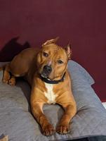 American Staffordshire Terrier - Female - Spayed