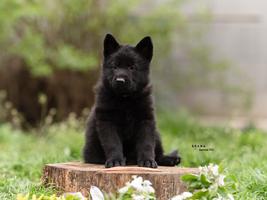 TOP puppies, 3x BSP x ZVV3!!!