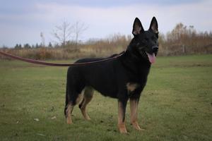 Bi Colour Female Available