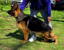 V7 BSZS Sam v Dakota ( son)