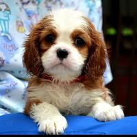 Cavalier King Charles spaniel - blenheim and trico