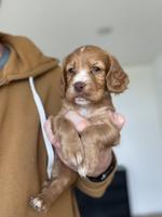UK IMPORT PUP - FIREBALL - WORKING ECS