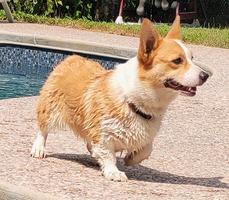 Pembroke Welsh Corgi