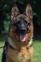 High quality West German Showline puppies