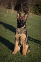 Sable Female Available