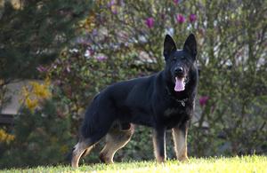 ZVV1 titled male, police, stud !!!