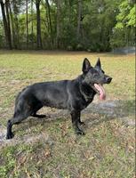 German import BSP Irck daughter breeding female