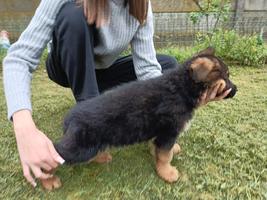 Puppies For Sale