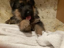 Female All Top German/European Bloodlines