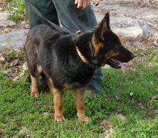 GORGEOUS WORKING LINE FEMALE