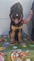 Puppies available