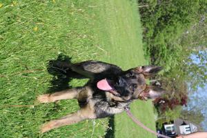 Female Available 5 Months Old DM Clear