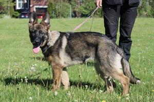 Beautiful Female Available